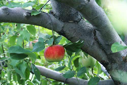 Apple On Tree In Apple Orchard