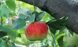 Apple Tree