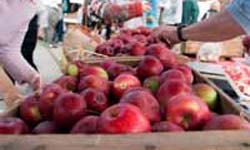 Apples From A Farmers Market