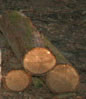 firewood