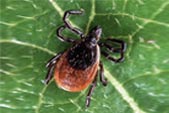 Tick