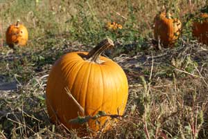 Pumpkin Patch In The Fall