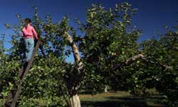 Apple trees