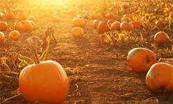 Pumpkin Patch