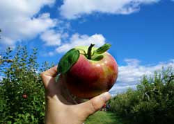 Apple Picking