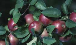 Apple Trees