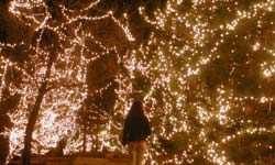 White Twinkling Lights for the Holidays