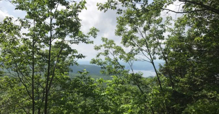 scenic view of lake between trees