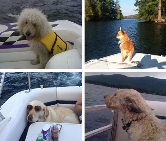 dogs boating lake george ny