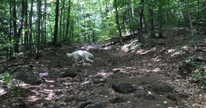 a white dog on a rocky hiking trail