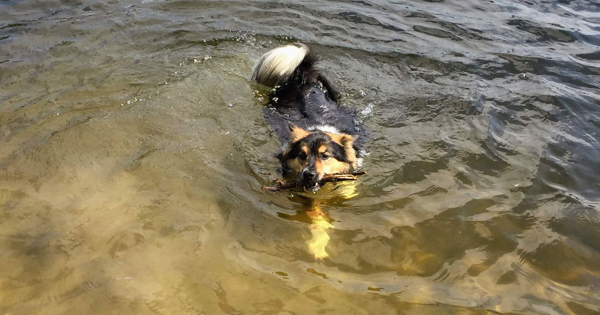 dog in water with stick
