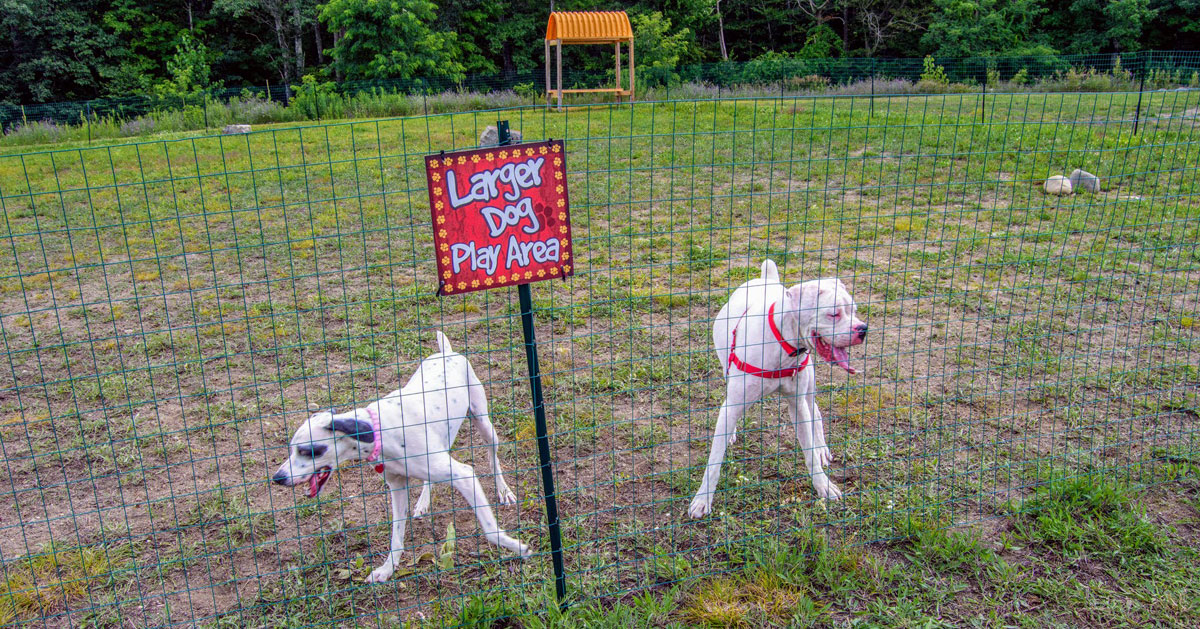 dogs in a dog park