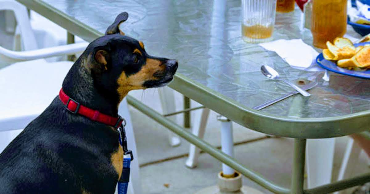 what restaurants allow dogs