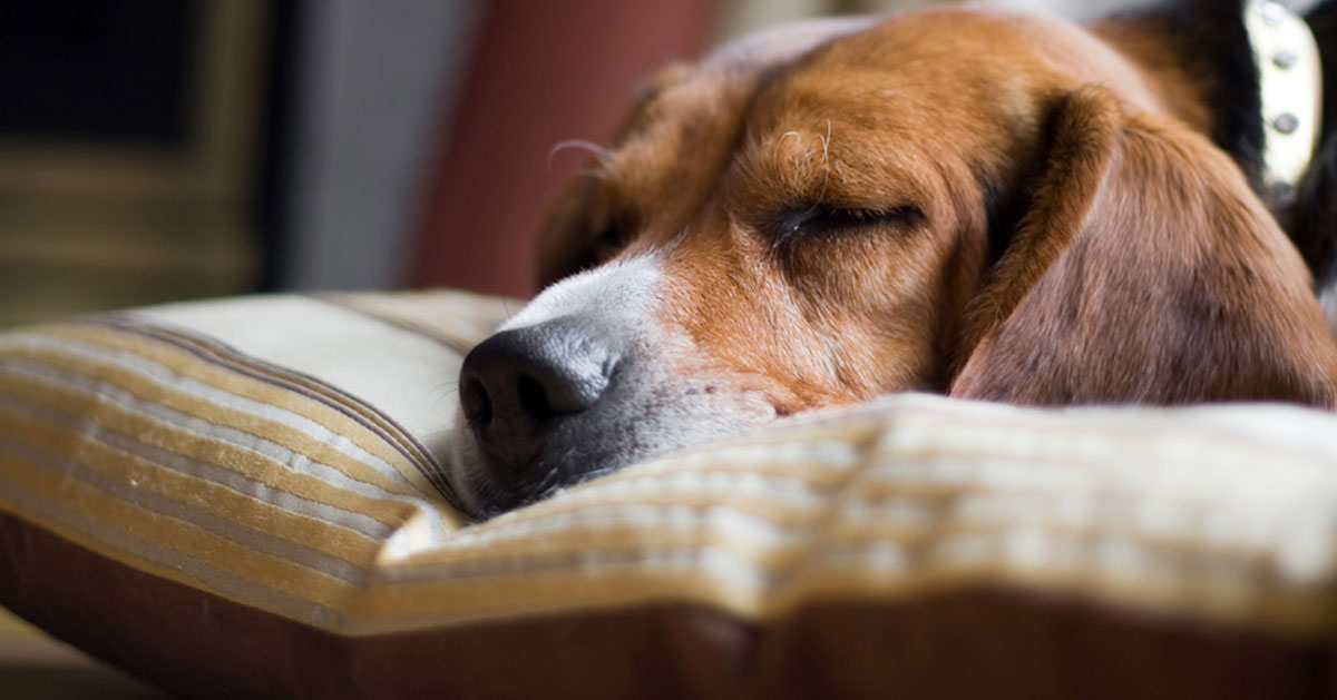 dog resting his head on a pillow