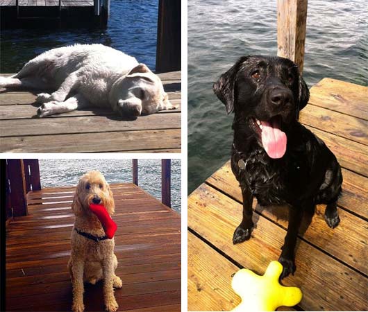 dogs on docks lake george ny