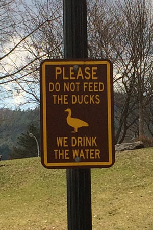 do not feed ducks sign