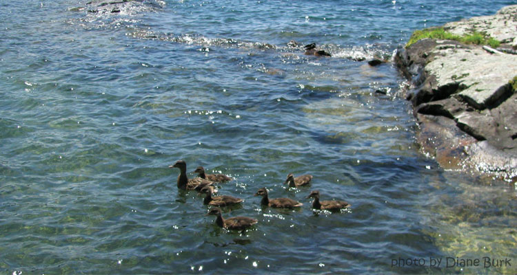 ducks in lake george