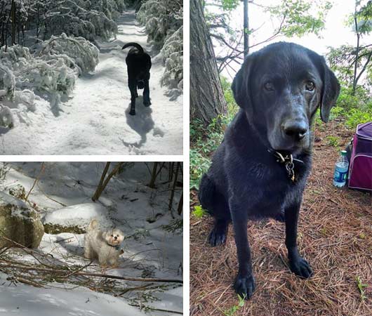 dogs exploring lake george ny