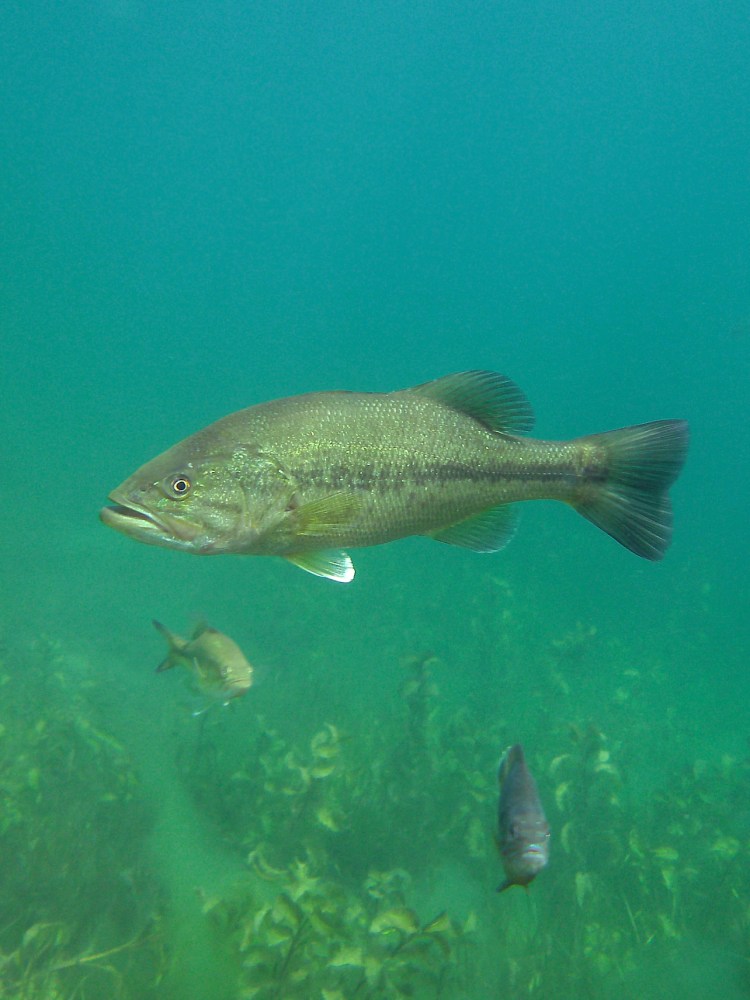 three fish underwater