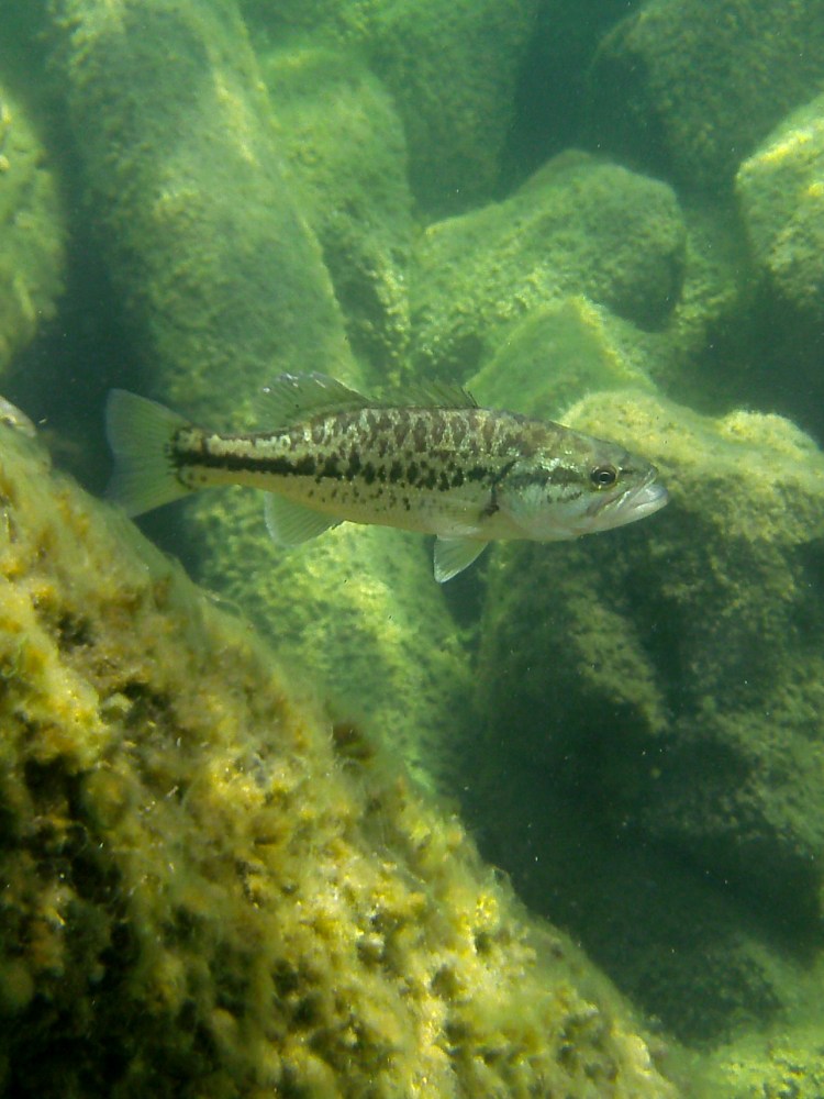 a fish with brown markings