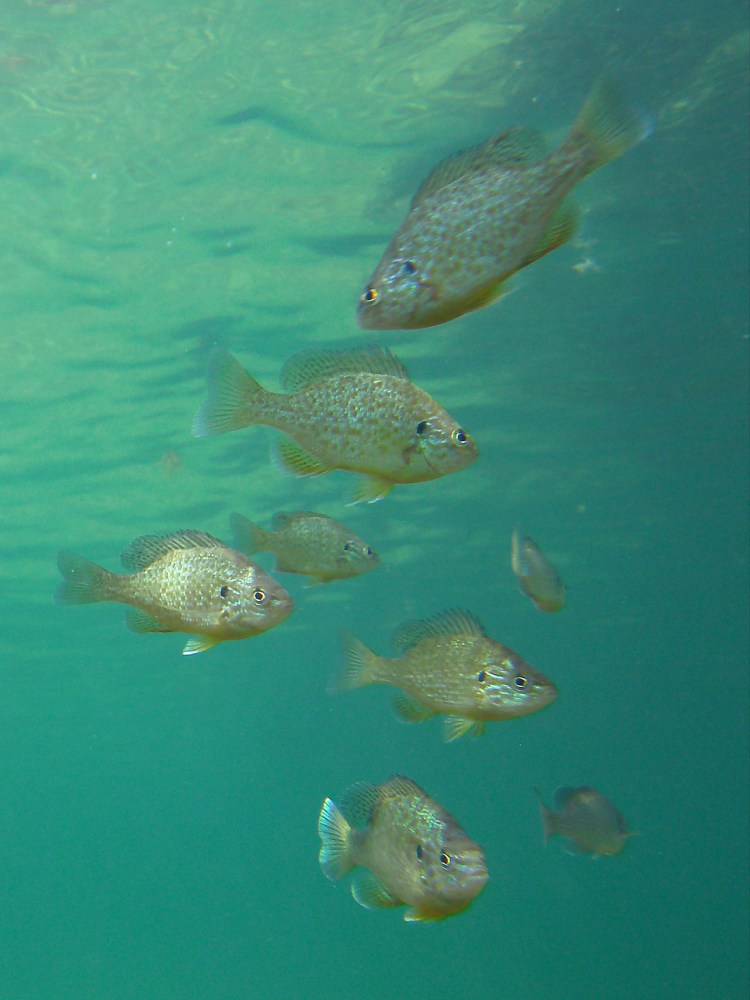 eight small fish underwater