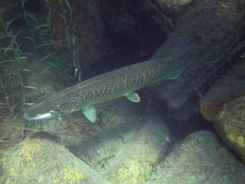 a pike fish