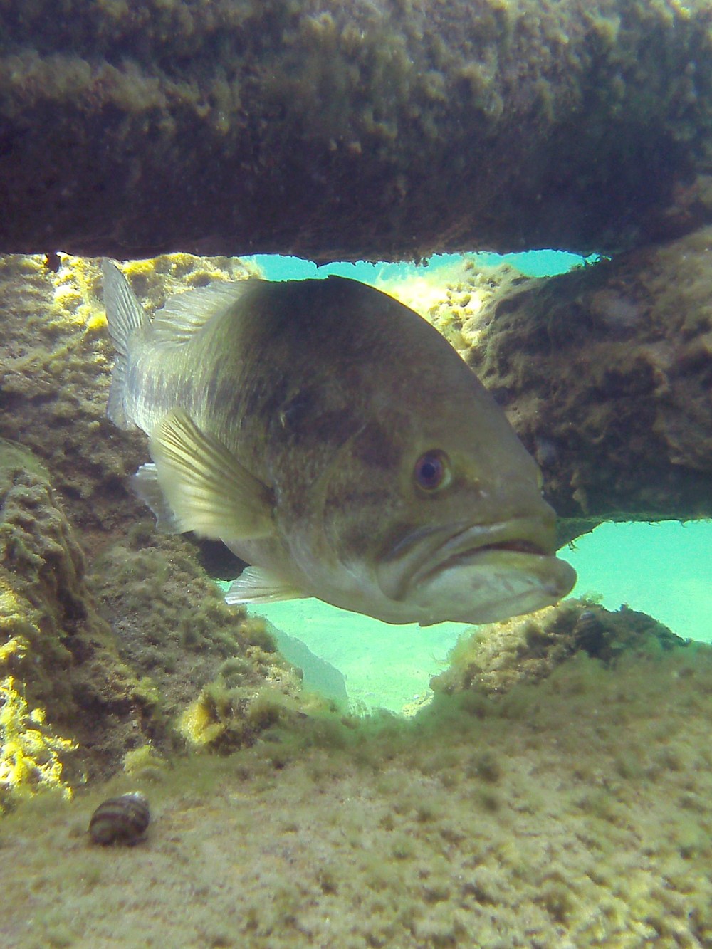 close up view of a fish
