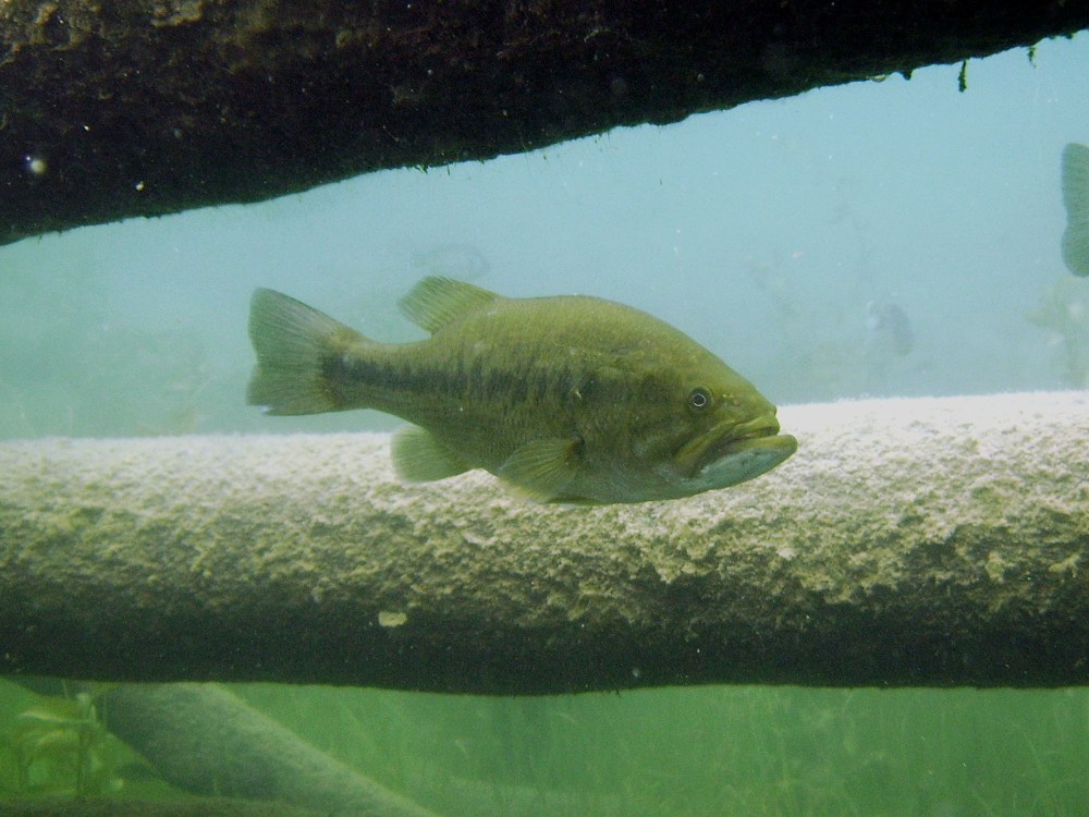 a fish by a wooden beam