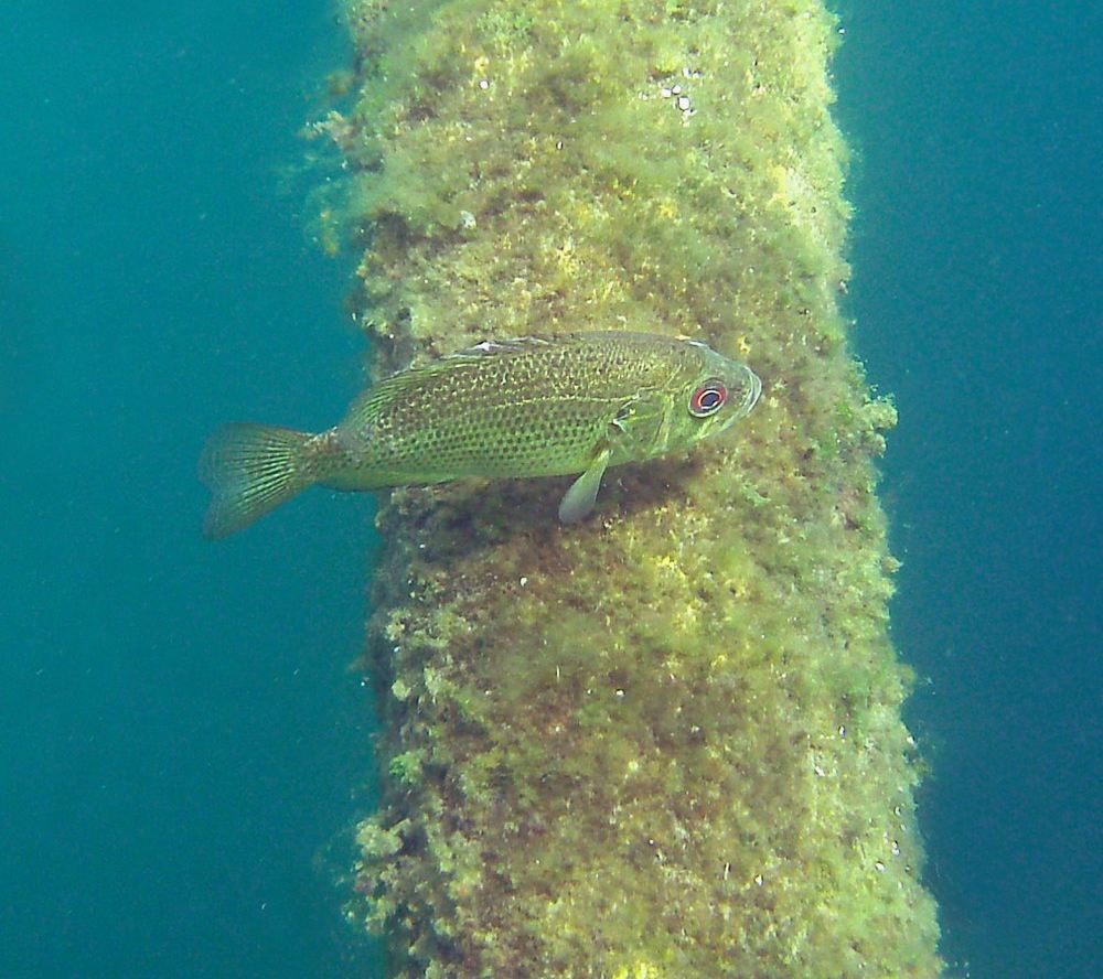 small fish by a wooden beam