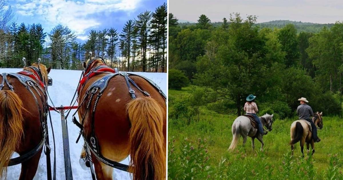 split image with horses in winter on the left and horses in winter on the right