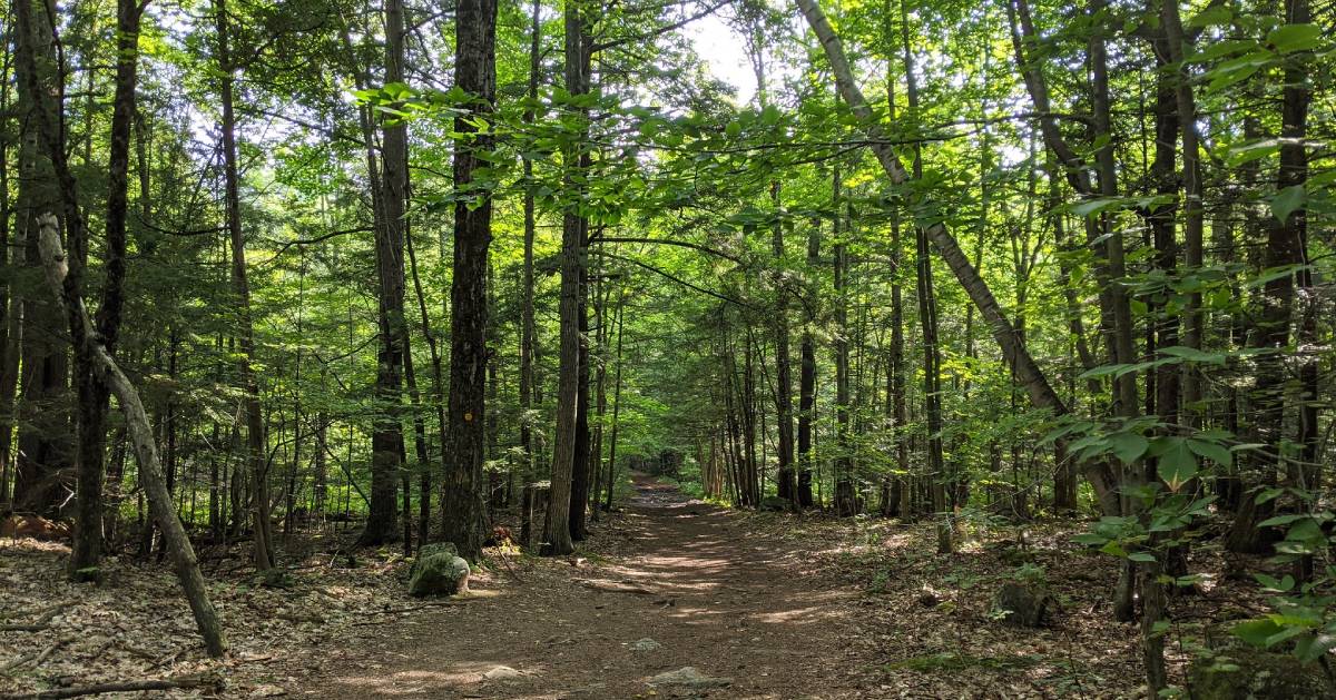 trail in the woods