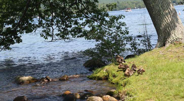 tree and shoreline by the water