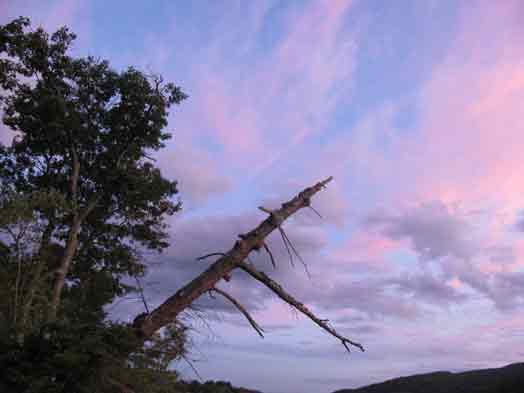 Leaning Tree Against The Sky