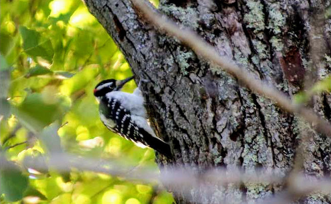 a woodpecker on a tree