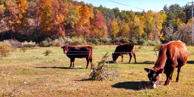 cows in a field