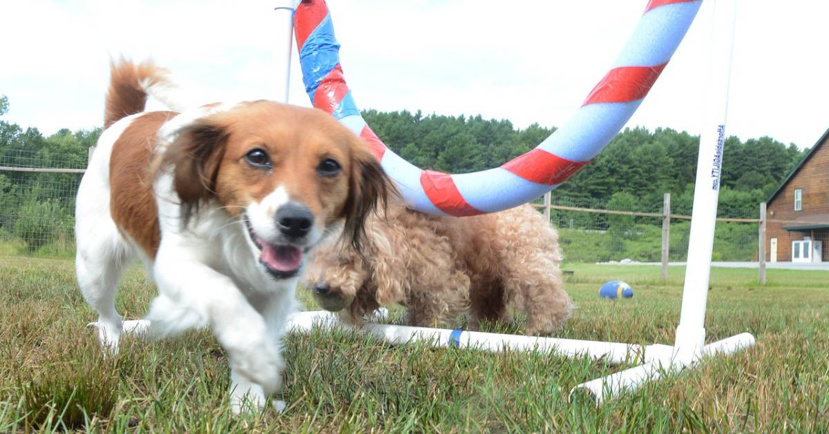 two dogs running on a field
