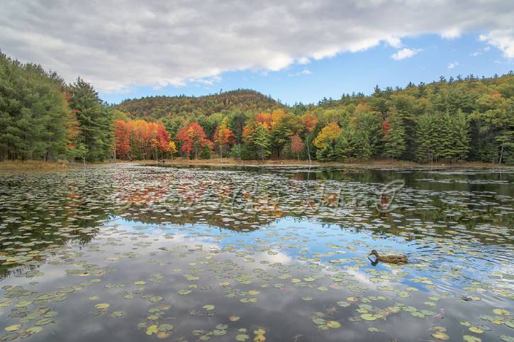 Blue sky and fall foliage reflecting on pond