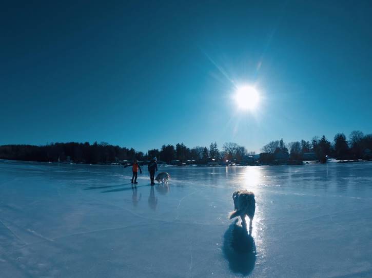 Two kids and two dogs walking on ice on sunny day