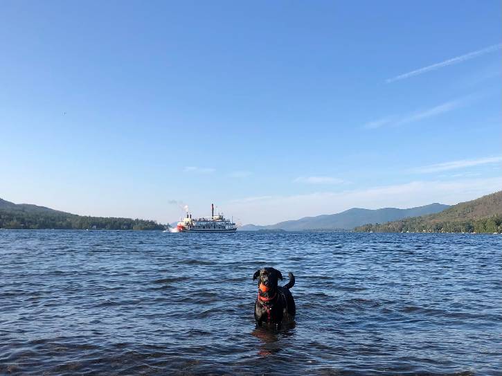 dog with toy in water by boat