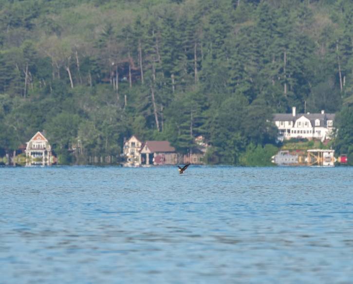eagle about to land on lake