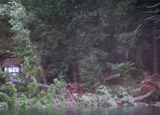 Trees Down In Lake George