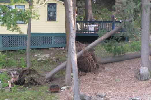 Trees Uprooted