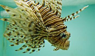 Lion Fish At Aquarium