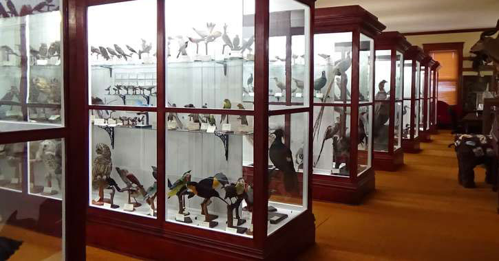  cases of birds and animals on display at a museum