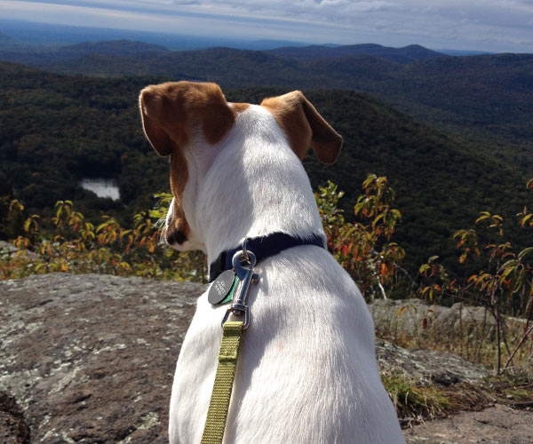 dog on sleeping beauty mountain