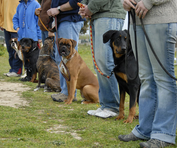 dogs and owners in obedience class