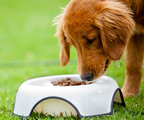 dog eating from a bowl