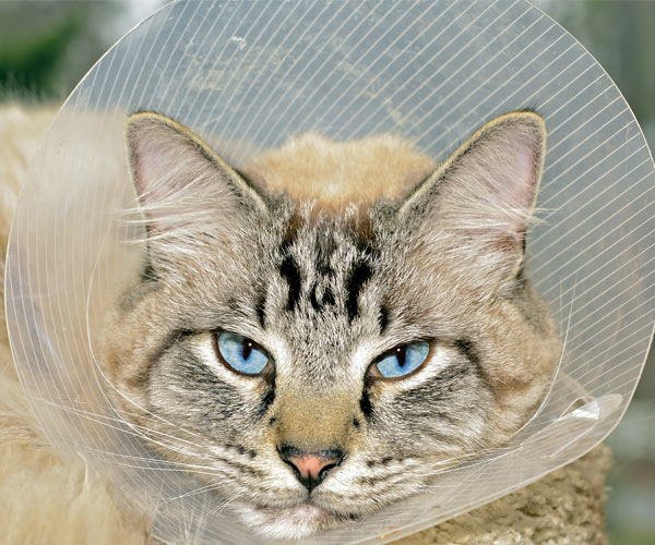 cat with injury cone