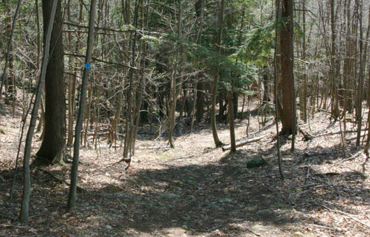 pilot knob trail