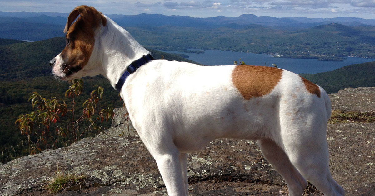 dog on mountain summit